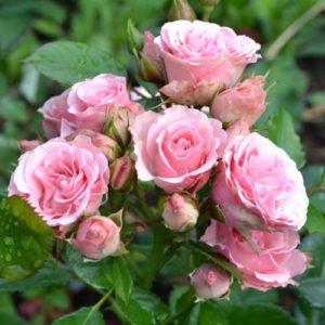Классик Лидия - Classic Lydia (Interplant Голландия) - Питомник саженцев роз Сад у Дома. Краснодар.