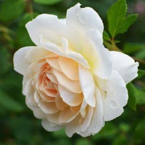 Крокус Роуз -Crocus Rose (Austin, 2000) - Питомник саженцев роз Сад у Дома. Краснодар.