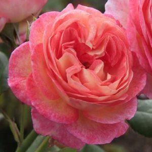 Мадам де Сталь - Madame de Stael (Massad Франция, 2009) - Питомник саженцев роз Сад у Дома. Краснодар.