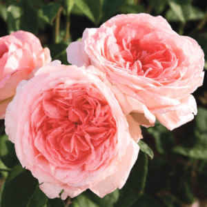 Комтесс де Прованс - Comtesse de Provence (Meilland, 2000) - Питомник саженцев роз Сад у Дома. Краснодар.