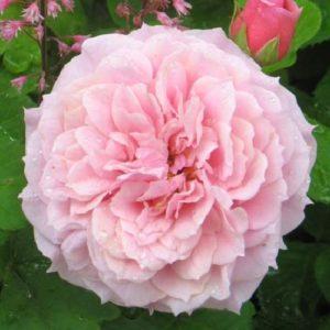 Уильям Кристи - William Christie (Massad Франция, 1994) - Питомник саженцев роз Сад у Дома. Краснодар.