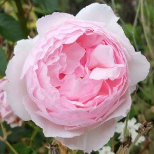 Зе Вэджвуд Роуз -The Wedgwood Rose (Austin, 2009) - Питомник саженцев роз Сад у Дома. Краснодар.