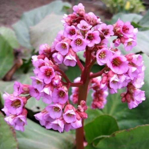 Бадан (Bergenia) - Питомник саженцев Сад у Дома. Краснодар.