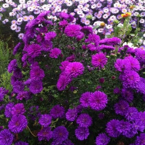 Сентябрик малиновый (Aster) - Питомник саженцев Сад у Дома. Краснодар.