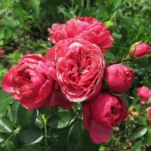 Роза мэджик рококо фото и описание
