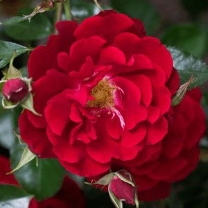 Хеллоу - Hello (Meilland Франция, 2002) - Питомник саженцев роз Сад у Дома. Краснодар.