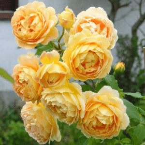 Голден Селебрейшн - Golden Celebration (Austin Великобритания, 1992) - Питомник саженцев роз Сад у Дома. Краснодар.