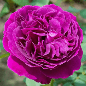 Пёрпл Лодж - Purple Lodge (Pierre Orard Франция, 2010) - Питомник саженцев роз Сад у Дома. Краснодар.