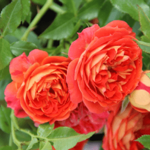 Кармен - Rose Carmen (Tantau Германия, 2013) - Питомник саженцев роз Сад у Дома. Краснодар.
