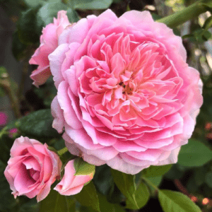 Роб а ла Франсэз - Robe a la francaise (Junko Kawamoto Япония, 2011) - Питомник саженцев роз Сад у Дома. Краснодар.