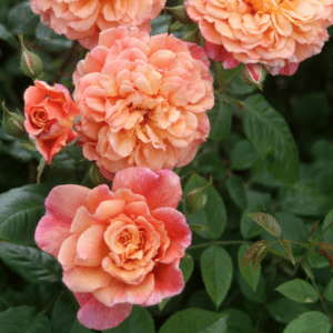 Алоха - Aloha (Kordes Германия, 2003) - Питомник саженцев роз Сад у Дома. Краснодар.