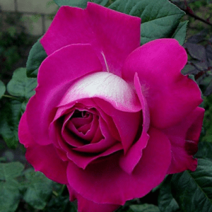 Барон Эдмонд де Родшильд - Barone Edmond de Rothschild (Meilland Франция, 1968) - Питомник саженцев роз Сад у Дома. Краснодар.