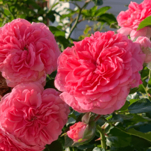 Роза Розариум Ютерсен (Rosarium Uetersen). Питомник растений Сад у Дома. Краснодар.