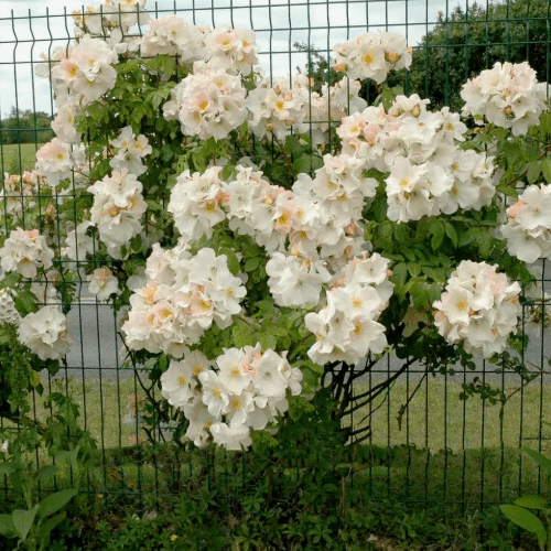 Салли Холмс — изображение 2