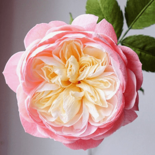 Роза Констанция. Питомник растений Сад у Дома. Краснодар.
