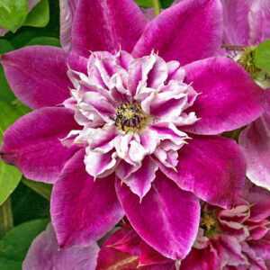Клематис Май Дарлинг (Clematis My Darling). Сад у Дома, Краснодар.
