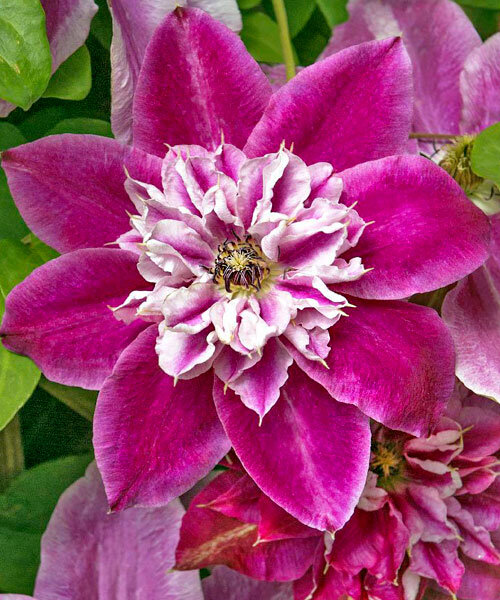 Клематис Май Дарлинг (Clematis My Darling). Сад у Дома, Краснодар.
