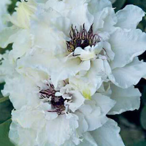 Клематис Фёрст Лайт (Clematis First Light). Сад у Дома, Краснодар.