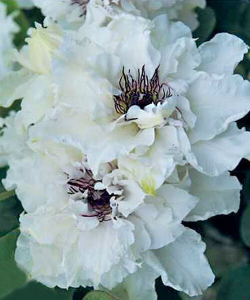 Клематис Фёрст Лайт (Clematis First Light). Сад у Дома, Краснодар.