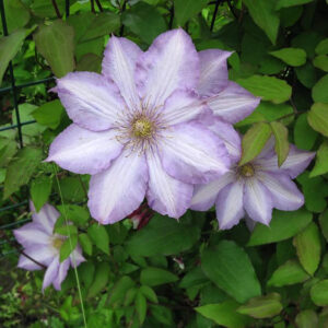 Клематис Джон Пиктон (Clematis Joan Picton). Сад у Дома, Краснодар.