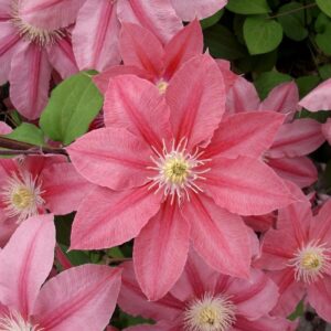 Клематис Литл Мермейд (Clematis Little Mermaid). Сад у Дома, Краснодар.